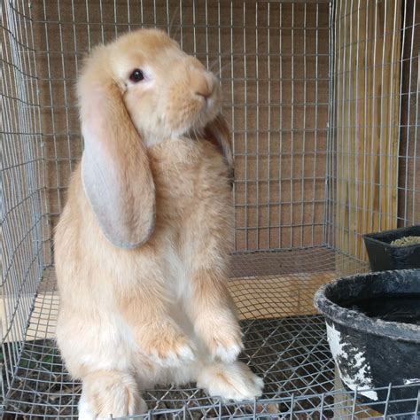 french lop rabbit facts temperament  care  pictures