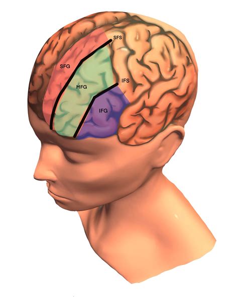 Frontal Lobe