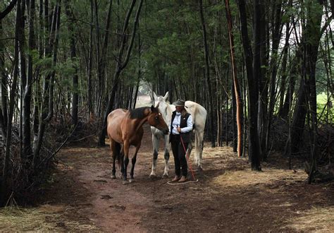 Natural Horsemanship - Home