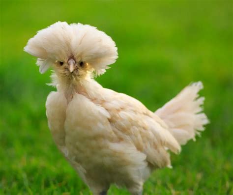 Chicken Breeds