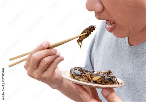 Food Insects: Man eating Cricket insect on chopsticks. Crickets deep-fried crispy for eat as ...