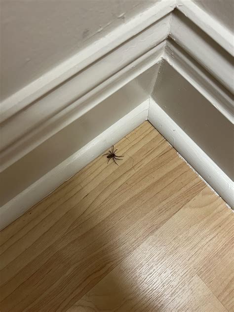 Brown recluse, right? : r/whatisthisbug
