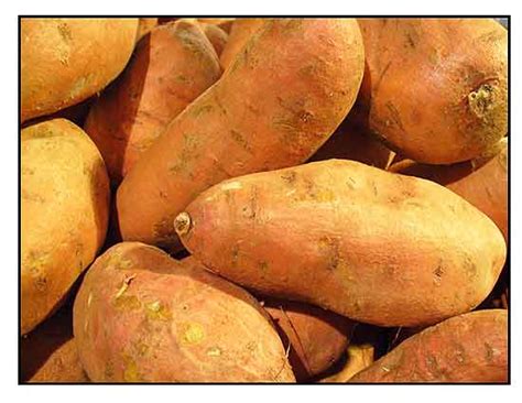 kamote ipomoea batatas sweet potato philippine medicinal herbs