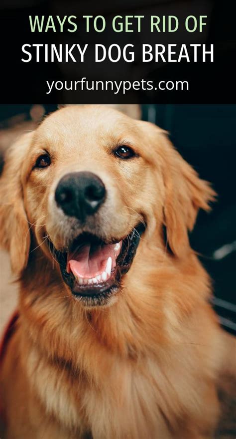 how to get rid of stinky breath in dogs