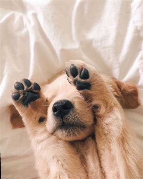 68+ Beautiful Aesthetic Dog Photos Photos | tasneem pritchard