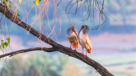 Crested ibis chicks about to take to the sky in NW China - CGTN