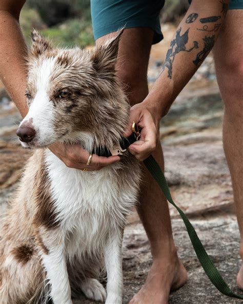 Sustainability in Pet Care: The PawPrint Story