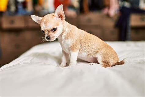 Chihuahua Weight Chart and Puppy Development Guide - Raised Right ...