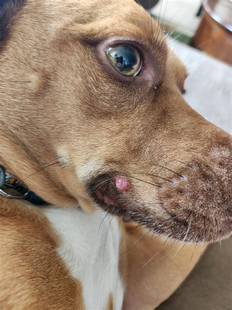 Is my cat breathing normally? : r/vet