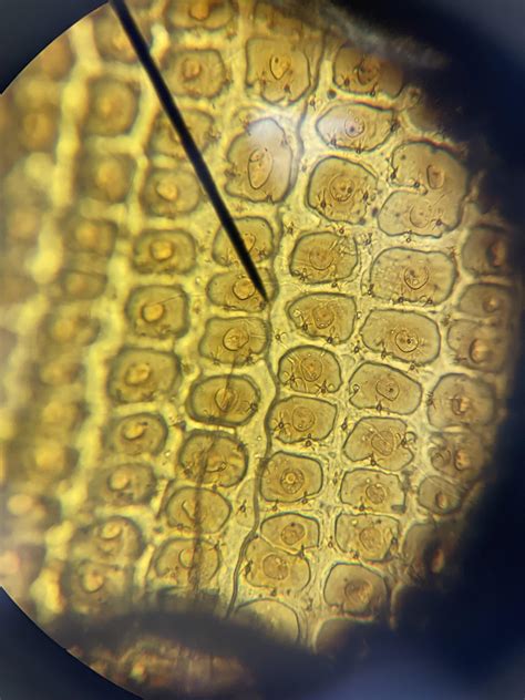 Tomato Skin Under Microscope