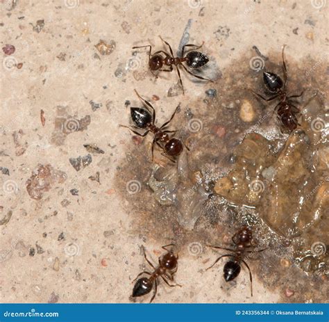 do ants eat maggots 2