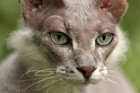 bald cat   walk  nature   grass  summer stock photo