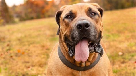 Boerboel Growth Chart And 5 Tips To Help Your Dog Grow