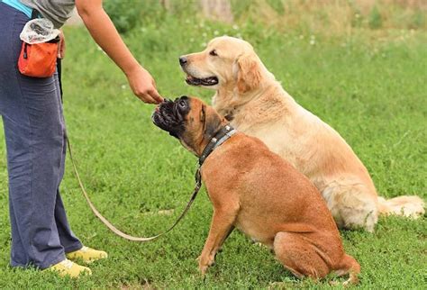 reactive dog training trainer tips   work