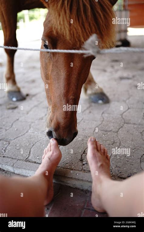 horse  stable stock photo alamy