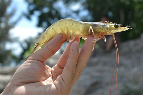 jcu project   safeguard prawn industry jcu australia