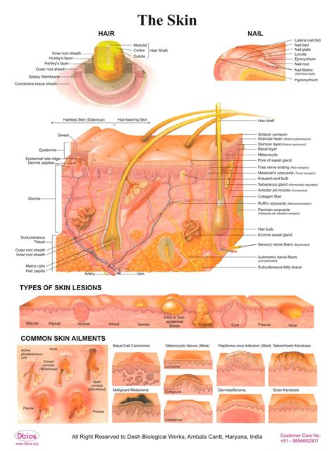 Buy Dbios Laminated The Skin, Hair/Nail/Types Of Skin Lesion/Common