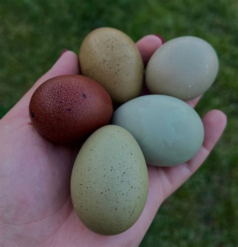 how to hatch eggs at home
