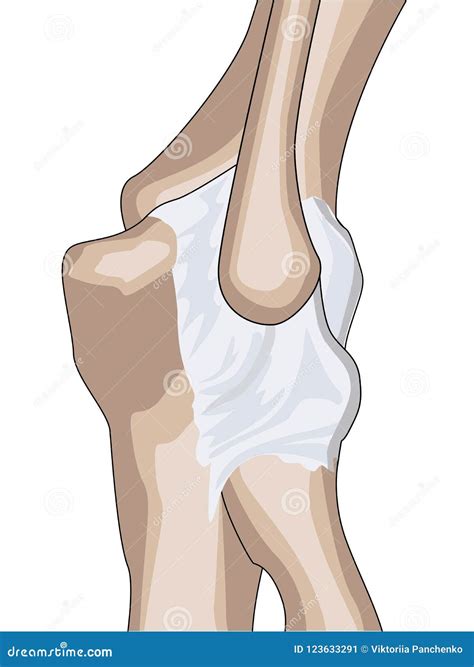 Anatomical Design. Posterior and Radial Collateral Ligament of the