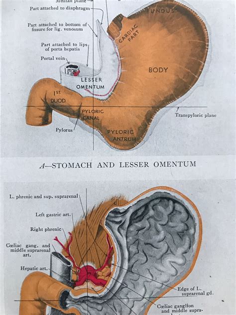 Greater Omentum Lesser Omentum 5