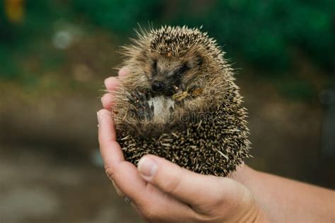 Cute European Hedgehog Baby Stock Image - Image of european, green ...