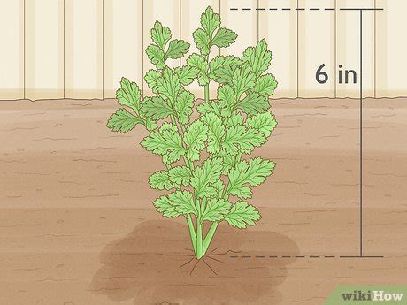 how to know when cilantro is ready to harvest
