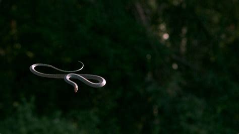 flying paradise tree snake critter science