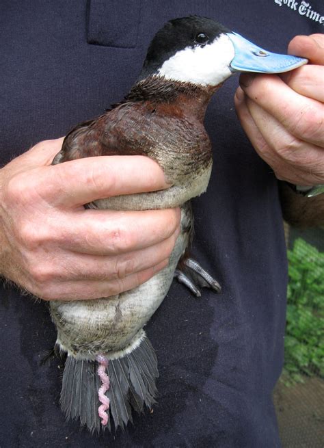 The Sex Life of Birds, and Why It’s Important - The New York Times