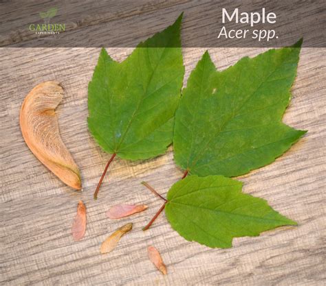 sugar maple tree seed 7