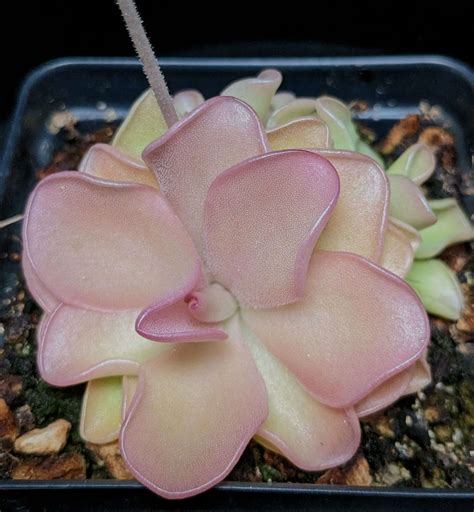 Pinguicula "Pirouette" | Butterwort - Carnivorous Plant Resource