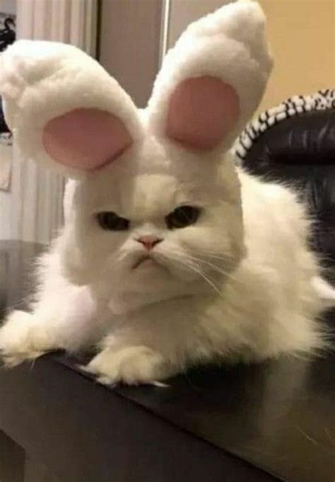 Пин от пользователя Çağla на доске cat | Кошки и котята, Очаровательные ...