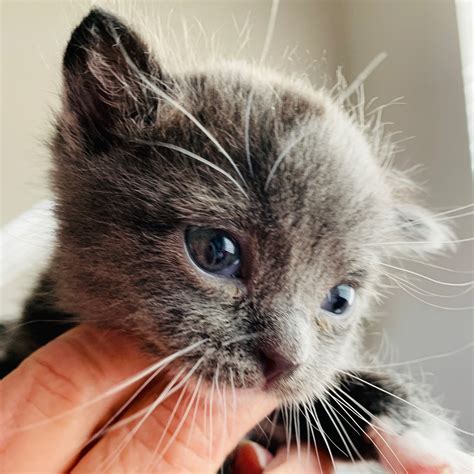 how to adopt newborn