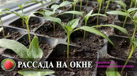 Шпаргалка для выращивания рассады на подоконнике - YouTube