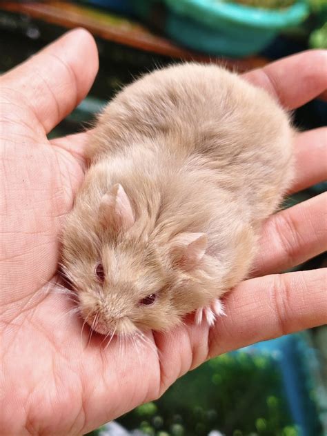 Local communities promote cat for adoption near me on facebook 1