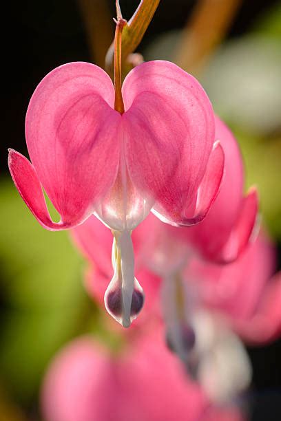 310+ Bleeding Heart Flower Arrangement Stock Photos, Pictures & Royalty-Free Images - iStock