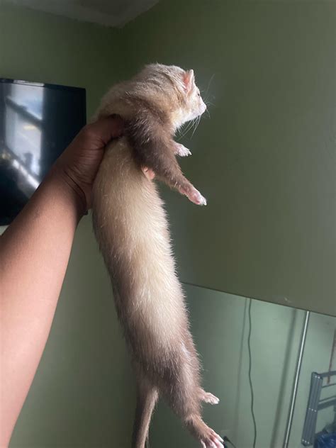 is it normal ferret not eating indoors