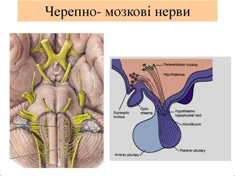 Автономна нервова система - презентация онлайн