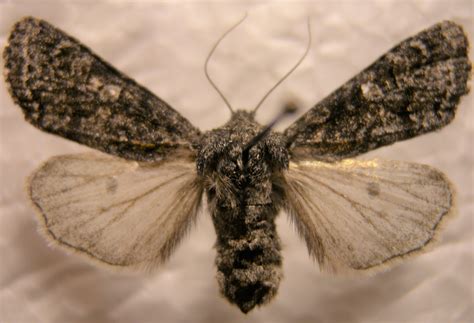 Butterfly, Moth, and Caterpillar Photographs from Wabasha County