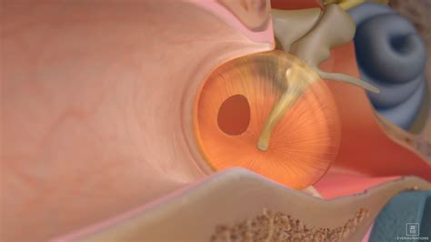 Ruptured Eardrum How Long Will It Drain - Best Drain Photos Primagem.Org