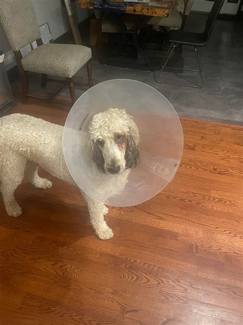 Griffin's Journey with Masticatory Muscle Myositis