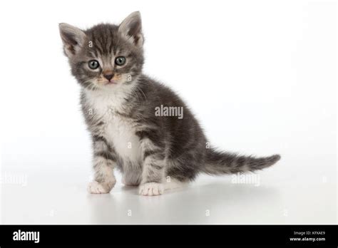 grey tabby cat  res stock photography  images alamy