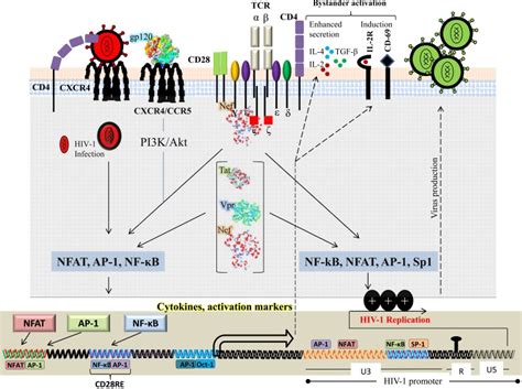 T-cell signaling modulation by HIV-1 proteins. HIV-1 viral proteins ... 