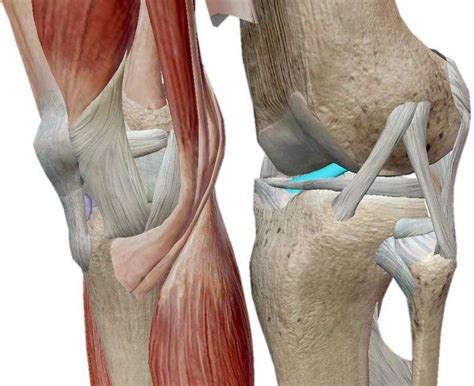 tear  acl sports injuries family physiotherapy