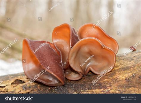 Jews Ear Auricularia Auricula-judae Jews Ear Stock Photo 1026759190 ...