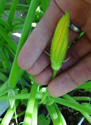 scientific gardener hand pollinating squash