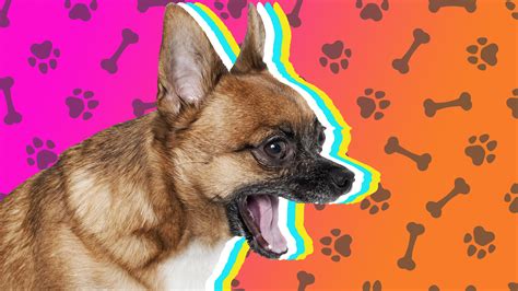 Dog Barks When Husband Comes To Bed - dopi