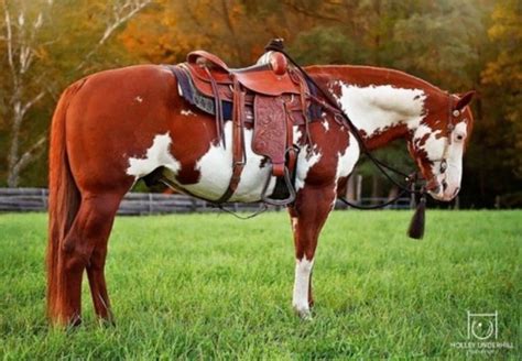 Raça De Cavalo Paint Horse - Raça de Cavalo Paint Horse: Características, Fotos e História | Mundo ...