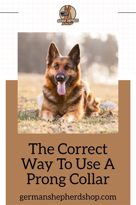 The Correct Way To Use A Prong Collar | German shepherd training, Dog friends, Prong collar