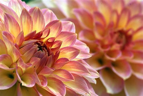 images flower petal floral colorful pink flora flowers