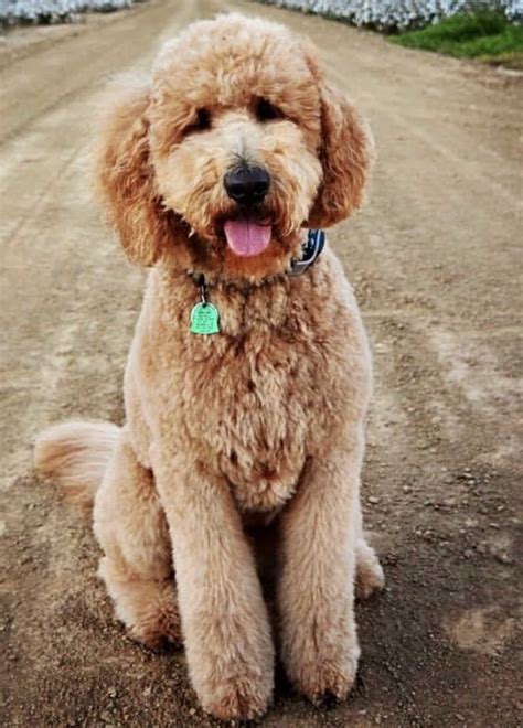 Why Choose A Goldendoodle Puppy | Platinum Goldendoodles